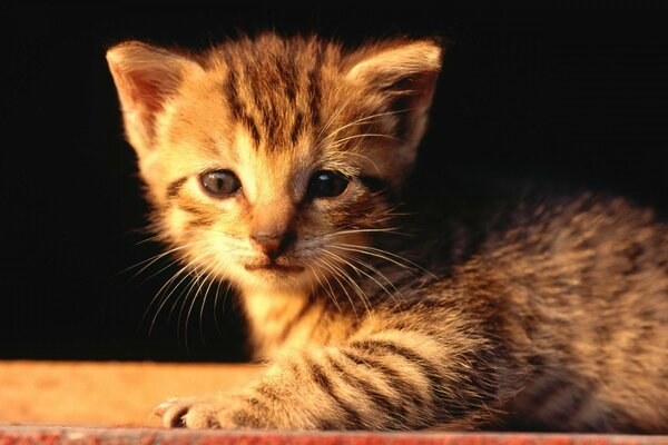 Gatinho listrado em fundo preto