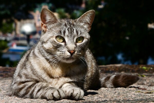 Милый котик наблюдает за птицей