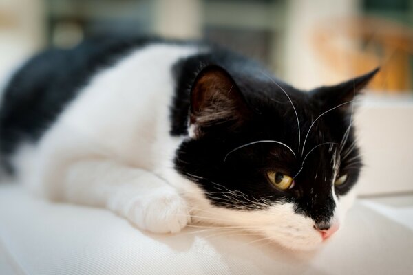 A black and white cat is lying on the sofa