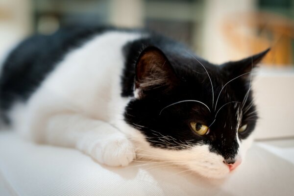 Siyah beyaz kedi kanepede yatıyor
