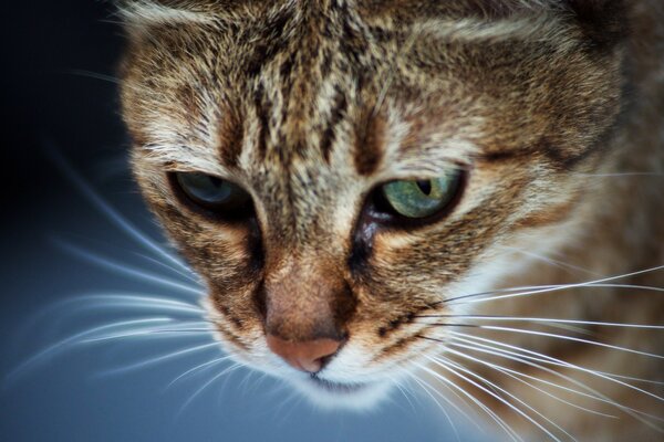 Gato bonito viu algo interessante