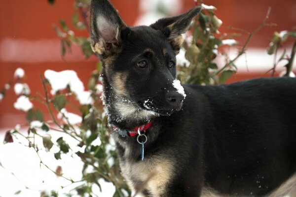 Berger allemand chiot neige