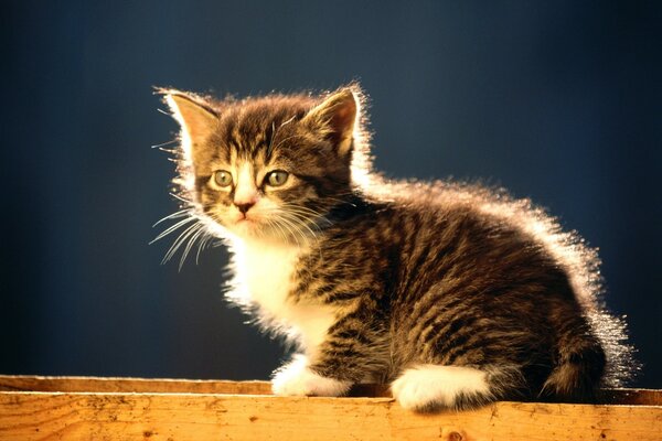 Petit chaton de couleur gris-tacheté avec des pattes blanches