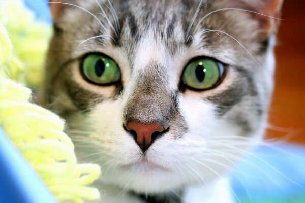 A green-eyed kitty is lying on a pillow