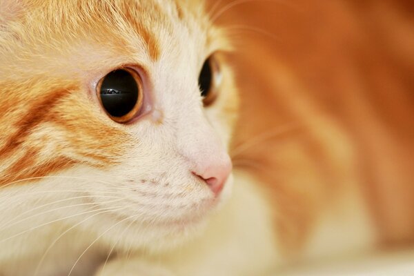 La cara curiosa de un gato pelirrojo