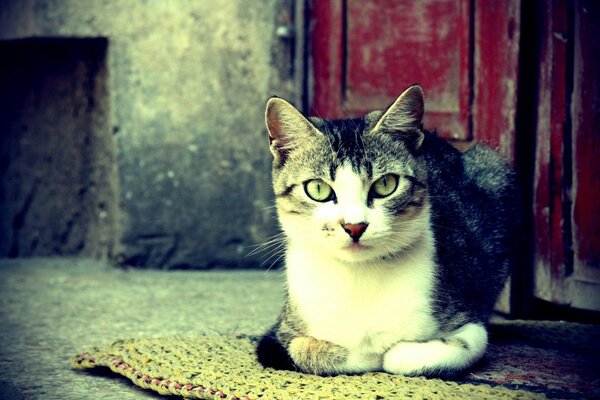 Eine Straßenkatze sitzt auf einer Matte