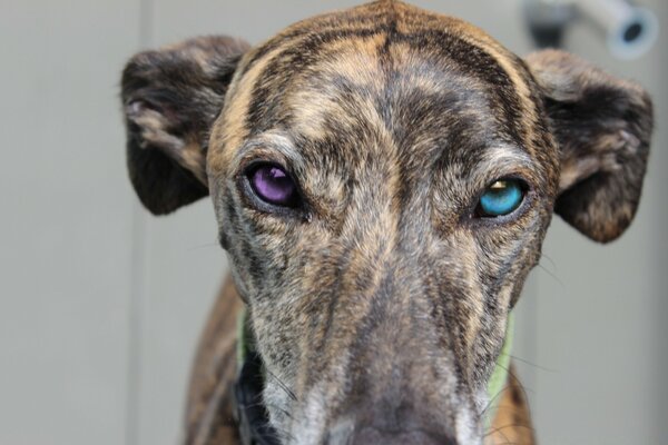 Lindo perro con ojos diferentes