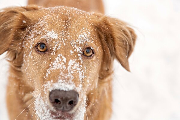 A dog with snow on his head