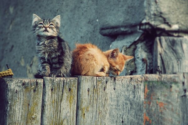 Los gatitos descansan después de un juego divertido