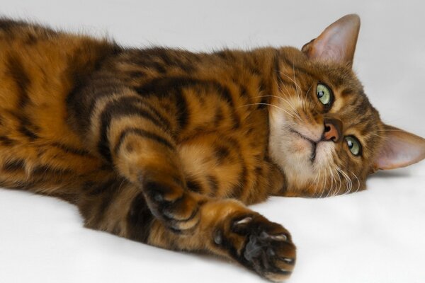 The red-haired cat saw the hostess for the first time after a shower