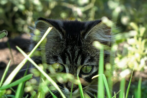 The gray kitten hid in the grass