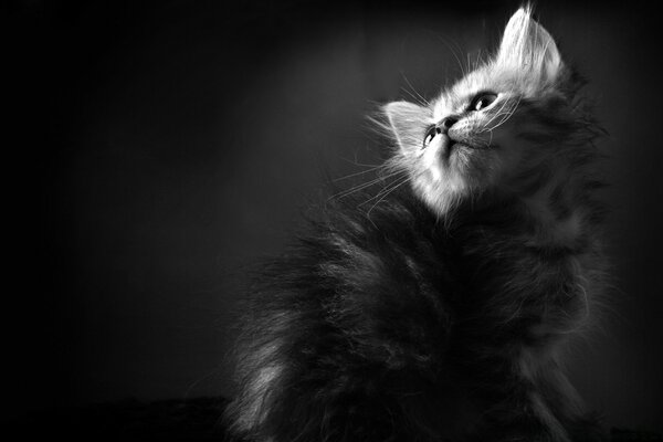 A black-and-white kitten in a ray of light