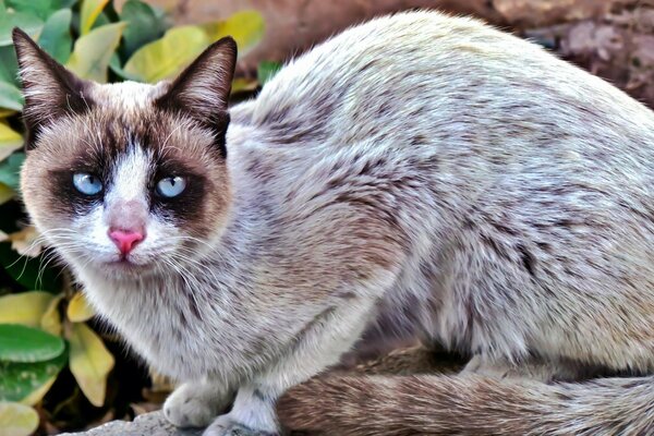 Mignon chat avec pegim couleur