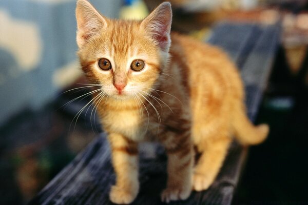 A red-haired kitten on a bench