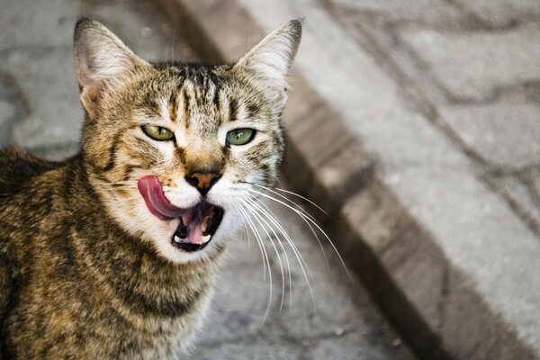 Striped cheeky cat licking his lips