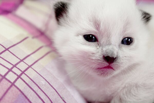 Un pequeño gatito espera el regreso de su madre