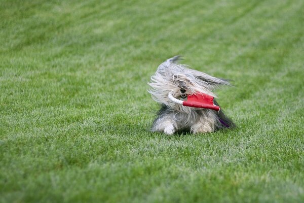 Cão peludo brincando no gramado