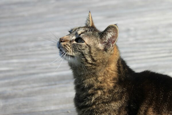 Beautiful portrait of a multicolored cat