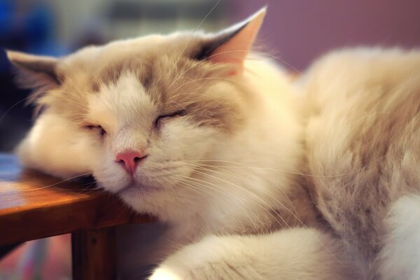 Peludo gatito está cansado y dormido