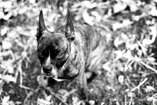Собака на черно-белой фотографии