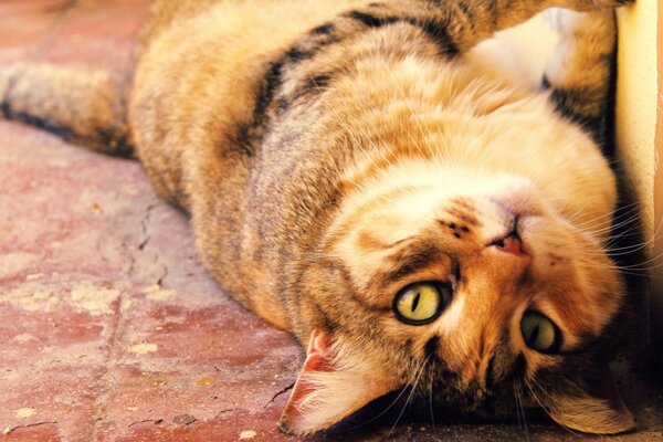 A playful cat is lying on the sofa