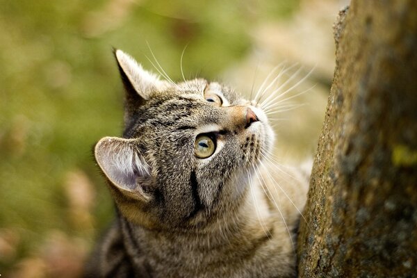 一只欧洲猫试图爬树