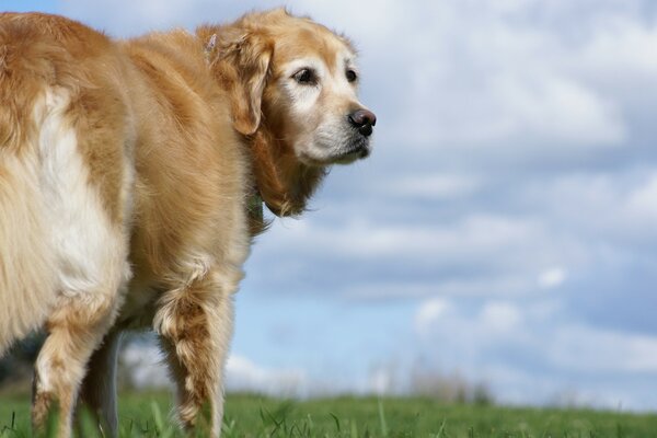 A dog walking in a green meadow