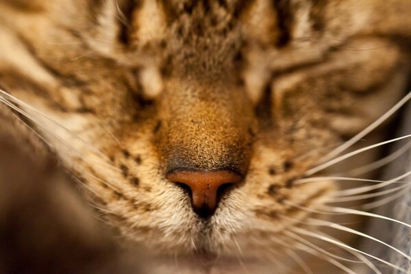 Carino gatto stringe gli occhi