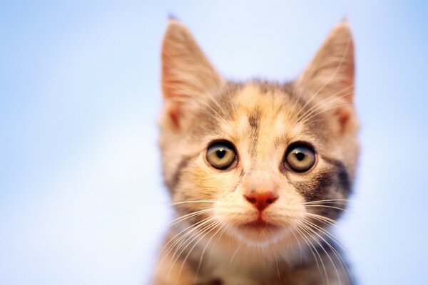 A small red kitten looks at the owner