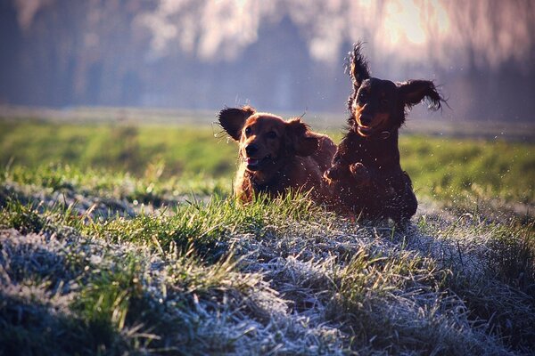 Gordon setter travaille dans le domaine