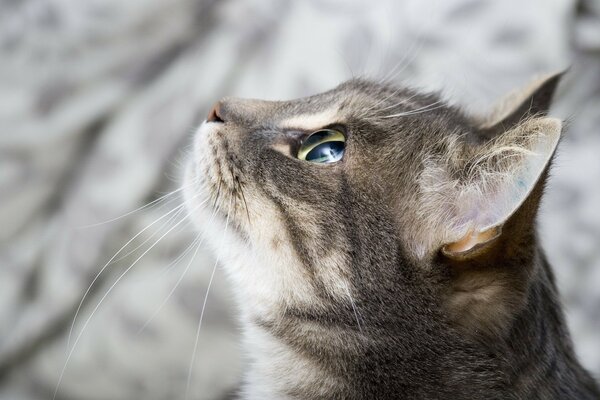 Kyska muryska regarde vers le haut