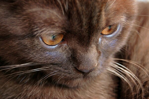 A beautiful brown cat with yellow eyes