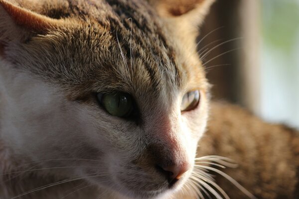 Chat brun avec une tache sur le nez