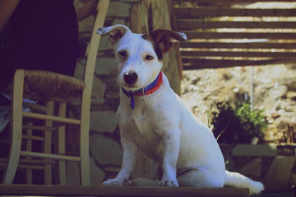 White dog in the yard