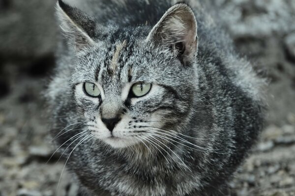 Gestreifte graue Katze mit flauschigem Fell