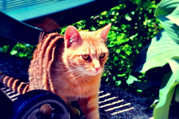 El gato rojo se escondió bajo el dosel