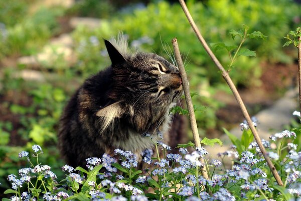 Chat rayé en fleurs