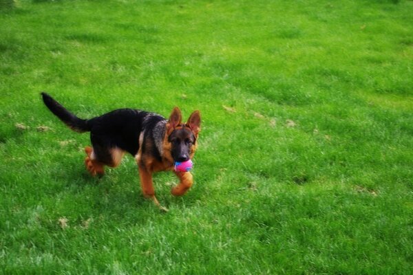 Cão brincando com bola no gramado