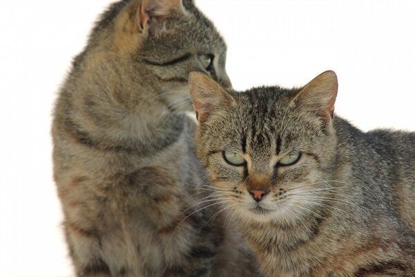 Deux chats mammifères belle