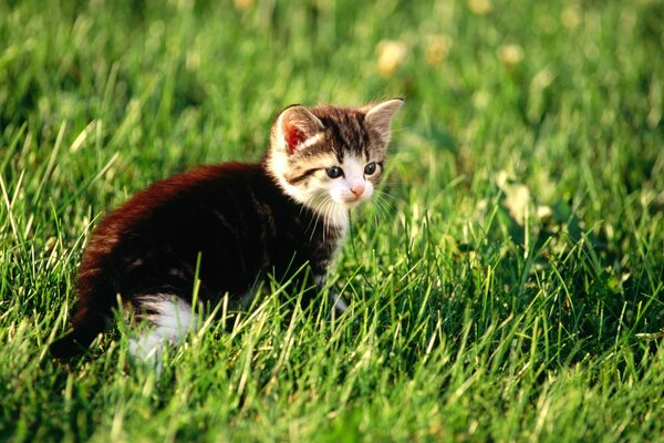 Маленький котёнок гуляет в траве