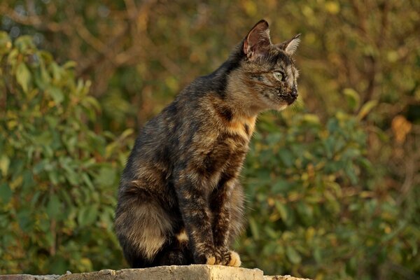 A multicolored kitten guards the house