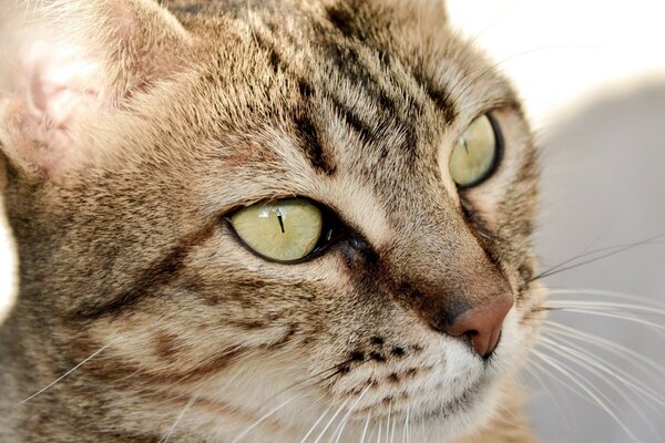 A green-eyed cat looks into the distance