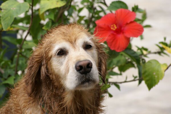 Netter Hund mit roter Blume