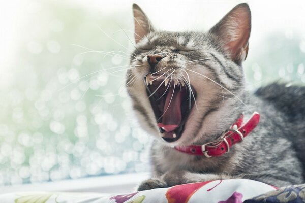 The cat yawns lying on the windowsill