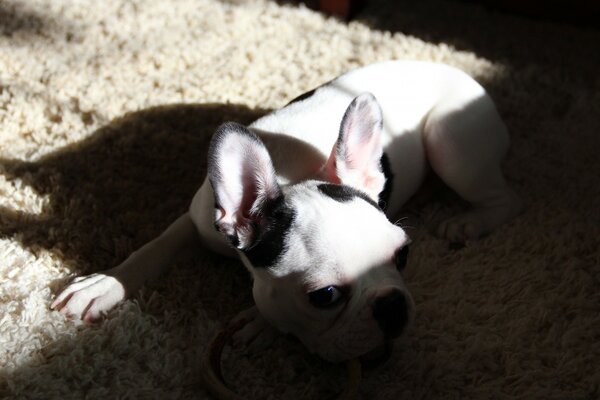 A young bulldog is resting after a game