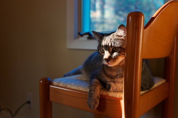 Gato gris acostado en una silla