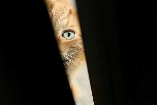 A red-haired cat with green eyes