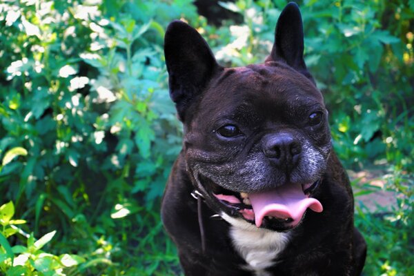 Dog on the background of foliage nature animals