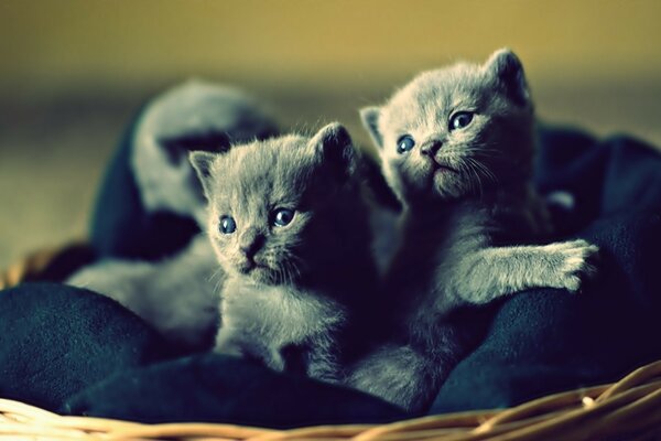 Three kittens of the Russian blue breed are sitting in a wicker basket