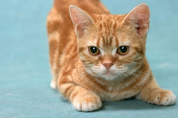 Cute fur on a red kitten